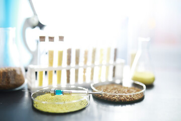 Research Analyzing Agricultural Grains And seeds In The Laboratory. Test tubes with seeds of selection plants.