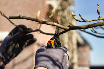 Close view of a gardener’s hand pruning branches of a magnolia with pruning shears in spring. Gardening work. © Tales by Pictures