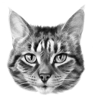 Detailed realistic monochrome portrait of a striped gray cat. Cat head drawing Isolated on a white background.