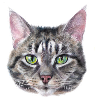 Detailed realistic color portrait of a striped gray cat with green eyes. Cat head drawing Isolated on a white background.