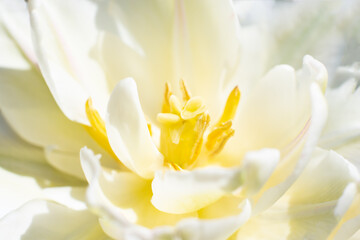 Floral backdrop made of first spring flower white tulip. Place for text note