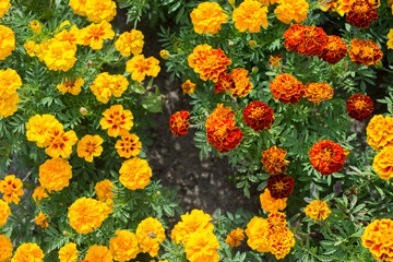 Orange marigold flowers bloom in the garden - 416911036