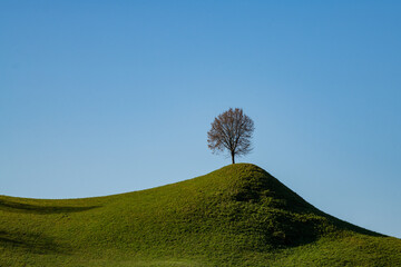 Baum auf einem Hügel