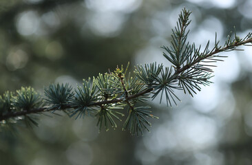 Close up of pine twin in nature