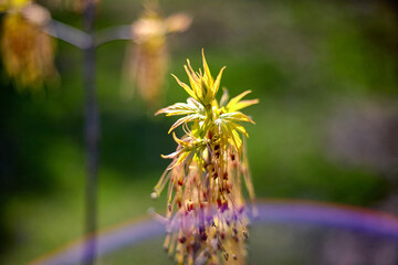 Spring bloom and first tree leaves, shallow depth of field
