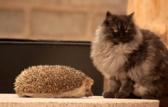 PIPPO Y PELUSA, MIS MASCOTAS. CONVIVENCIA ANIMAL