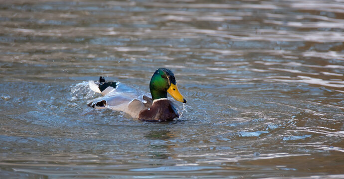 A male mallard takes an early spring swim and take a bath.