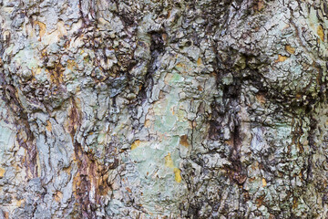 Detail of bark and burr on a British plane tree