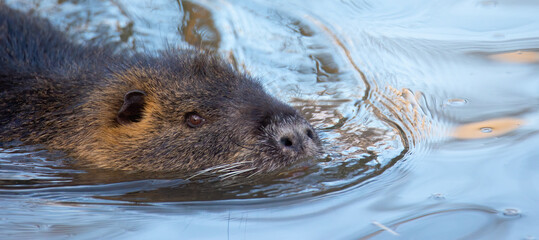 The nutria swims in the water and hides.