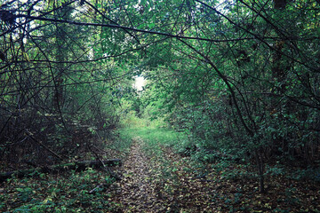 Bright spring greens at dawn in the forest. Nature comes to life in early spring.
