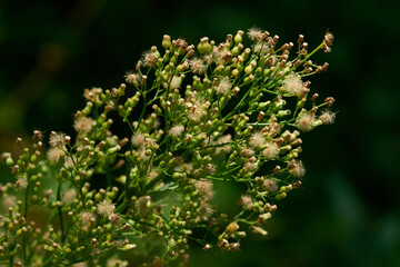 Obraz premium Kanadisches Berufkraut (Conyza canadensis)