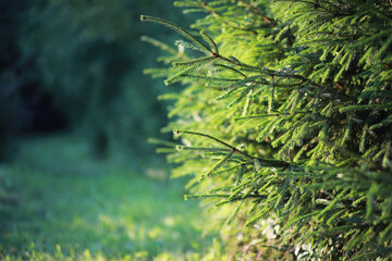 Bright spring greens at dawn in the forest. Nature comes to life in early spring.
