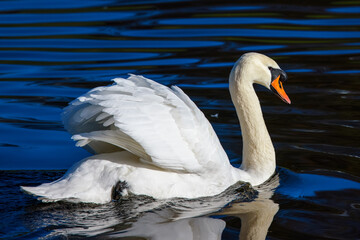 A swan rufflers her feathers