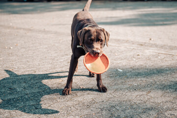 playing dog