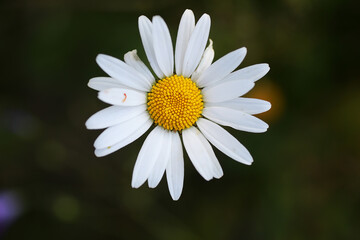 Obraz premium Wild flower. Little flowers on a green meadow.