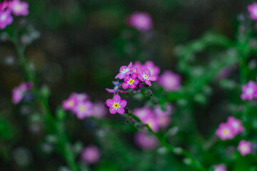 Obraz premium beautiful blue, purple, lilac spring flowers in the meadow, floral background of delicate light blue flowers