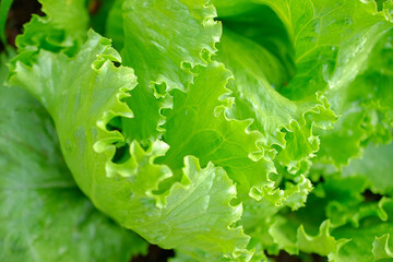 lettuce leaves close up on background .