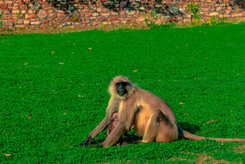 Monkey, also known as Hanuman langoors which are dominantly found in Rajasthan