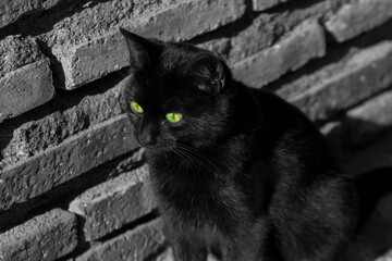 Gato de Ojos Brillantes