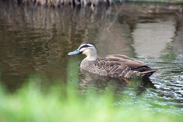 Duck in a pond in Adelaide parklands
