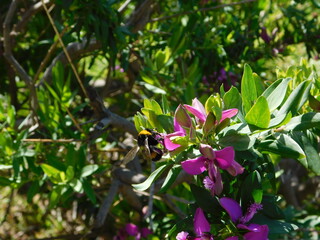 A bumblebee, or Bombus terrestris, on Myrtle leaf milkwort, or Polygala myrtifolia flowers