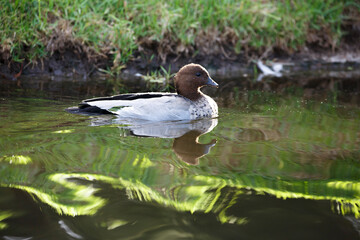 Duck in a pond in Adelaide parklands