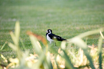 Australian magpie lark in Adelaide, South Australia