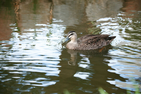 Duck in a pond in Adelaide parklands