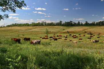 Herd of cows graze on the open green meadows at summer day