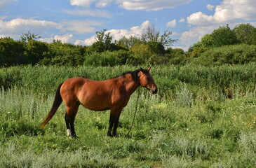 Naklejka premium Horse among green grass in nature. Brown horse. Grazing horses in the village