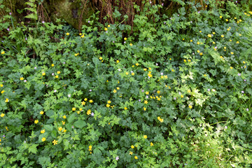 Grass with flowers in the forest 