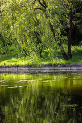 Fototapeta na wymiar Amazing view at a calm pond and greenery of various overhanging trees reflecting in water. Beautiful colorful summer spring natural landscape with a lake in park surrounded by green trees in sunlight.