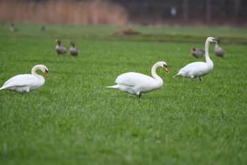 Schwäne und Graugänse auf einem Feld Fraßschädten durch Gänse