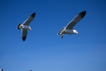 배 위에서 먹이를 받아먹는 갈매기(Seagull feeding on a boat)