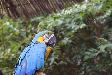 Blue Ara parrot