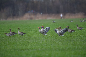 Schwäne und Graugänse auf einem Feld Fraßschädten durch Gänse
