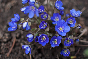 beautiful blue violet flowers bloom in spring on black soil