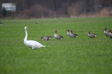 Schwäne und Graugänse auf einem Feld Fraßschädten durch Gänse