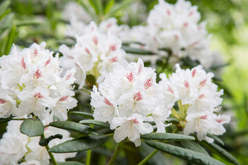 White rhododendron blossoming in botanic garden