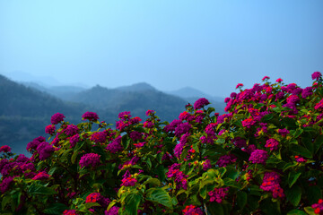 Obraz premium flowers in the mountains