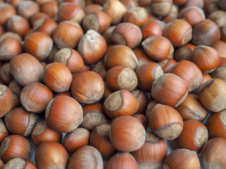 Hazelnut background. Lots of nuts in the shell.