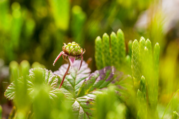 Blooming stagshorn clubmoss, Lycopodium clavatum growing in the green spring forest, botanical natural background