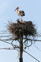 White storks in the nest on electric pole, Aveiro, Portugal