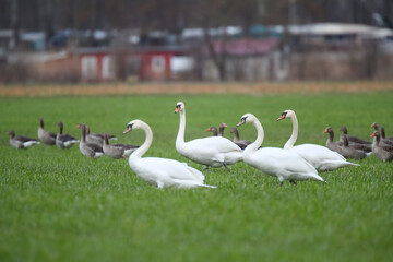 Schwäne und Graugänse auf einem Feld Fraßschädten durch Gänse