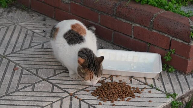 Stray cat eating food. White, brown, black colored cat eating food on the street.
