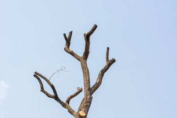 Prunned tree on natural blue sky background.