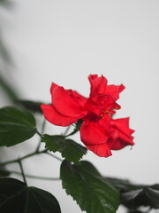 Floral background.Red hibiscus flower, in everyday life called the Chinese rose on a white background.