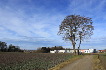 Fototapeta premium landscape with a tree