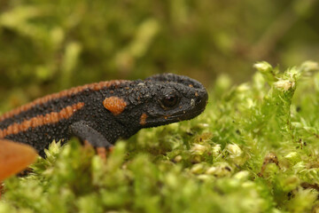 Red-tailed Knobby Newt - Tylototriton kweichowensis