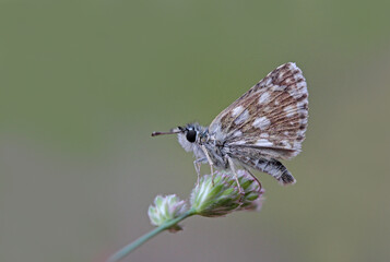 Red Bouncy butterfly - Spialia orbifer